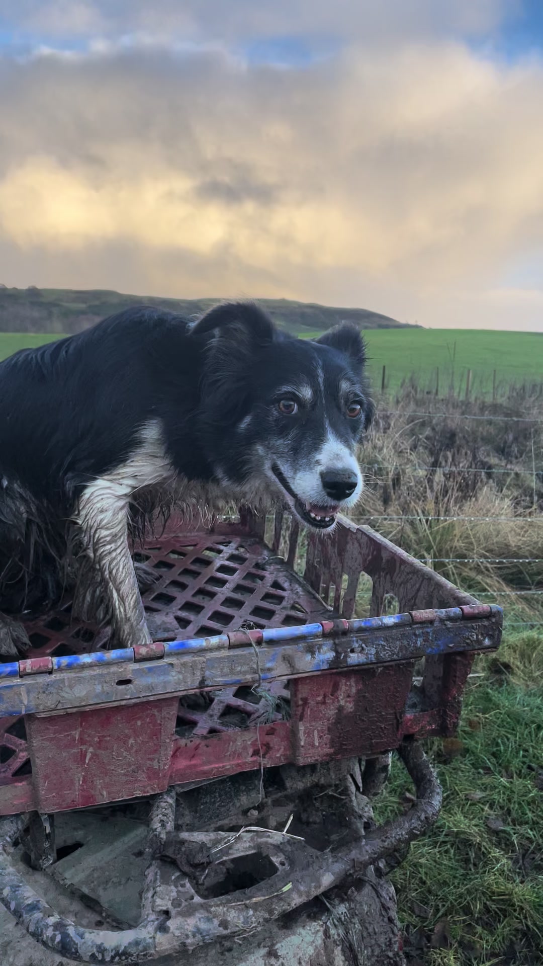 dog  bordercollie